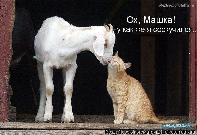 Ох, Машка! Ну как же я соскучился..... Котоматрица: Ох, Машка! Ну как же я соскучился..