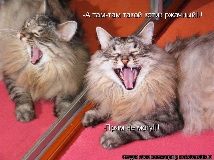 -А там-там такой котик ржачный!!! -Прям не могу!!!... Котоматрица: -А там-там такой котик ржачный!!! -Прям не могу!!!