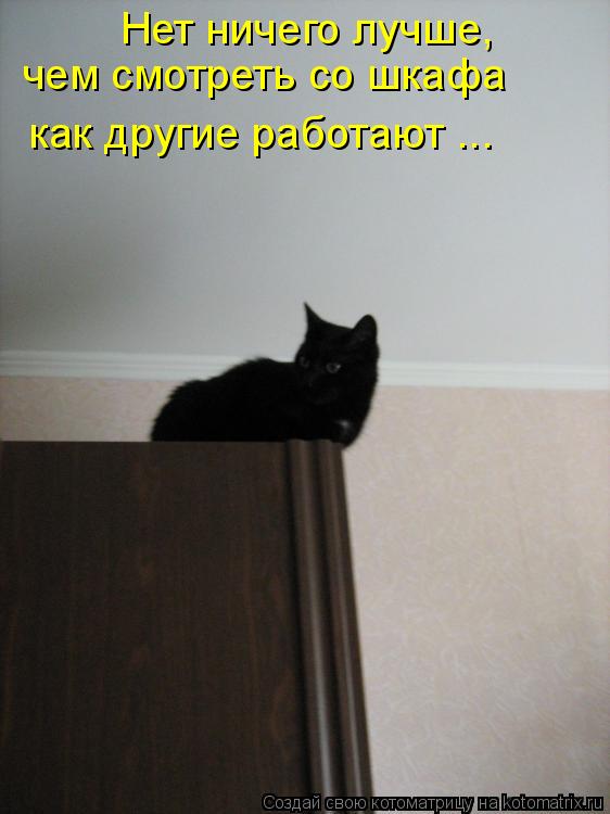 Нет ничего лучше, чем смотреть со шкафа как другие работают ...... Котоматрица: Нет ничего лучше, чем смотреть со шкафа как другие работают ...