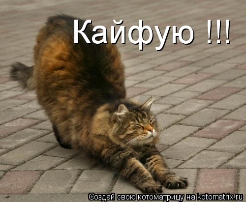 Котоматрица: Кайфую !!!