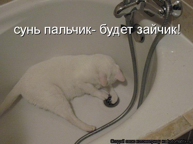 сунь пальчик- будет зайчик!... Котоматрица: сунь пальчик- будет зайчик!