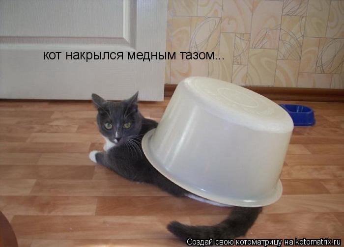 кот накрылся медным тазом...... Котоматрица: кот накрылся медным тазом...