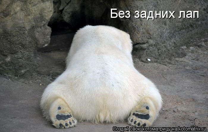 Без задних лап... Котоматрица: Без задних лап