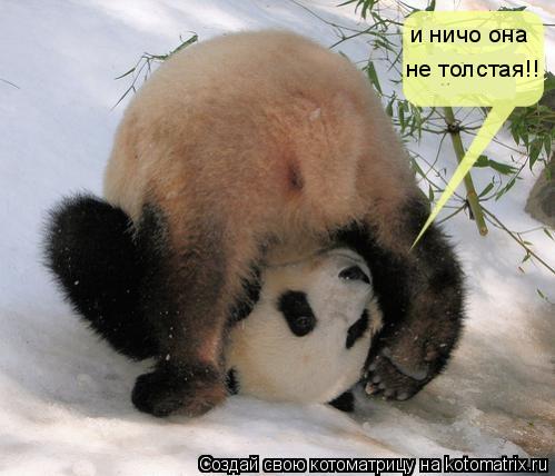 и ничо она не толстая!!... Котоматрица: и ничо она не толстая!!