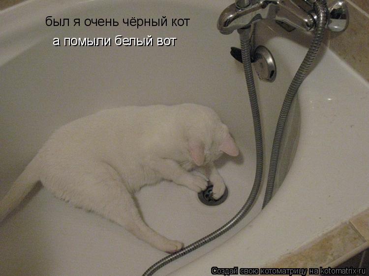 был я очень чёрный кот а помыли белый вот... Котоматрица: был я очень чёрный кот а помыли белый вот