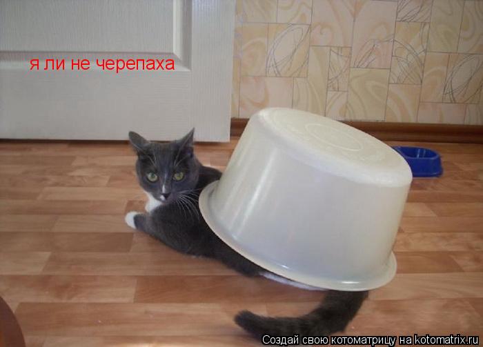 я ли не черепаха... Котоматрица: я ли не черепаха