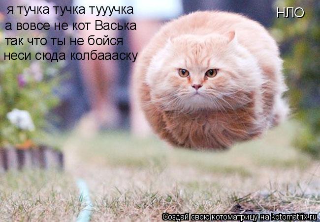 НЛО я тучка тучка тууучка а вовсе не кот Васька так что ты не бойся неси сюда колбаааску... Котоматрица: НЛО я тучка тучка тууучка а вовсе не кот Васька так что ты не бойся неси сюда колбаааску