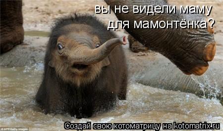 Котоматрица: вы не видели маму для мамонтёнка?
