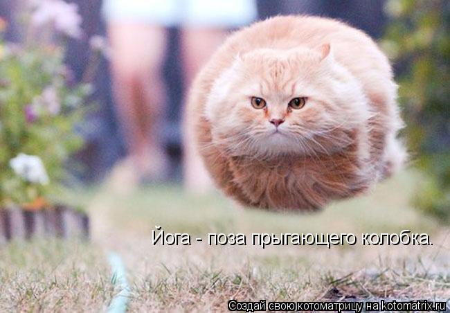 Йога - поза прыгающего колобка.... Котоматрица: Йога - поза прыгающего колобка.