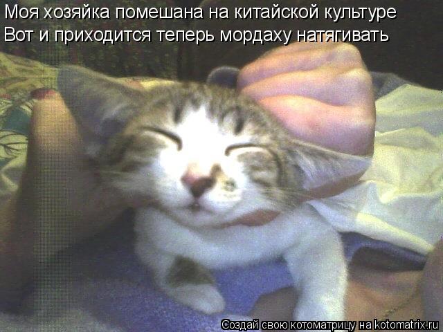 Моя хозяйка помешана на китайской культуре Вот и приходится теперь мордаху натягивать... Котоматрица: Моя хозяйка помешана на китайской культуре Вот и приходится теперь мордаху натягивать