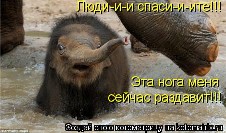 Люди-и-и спаси-и-ите!!! Эта нога меня сейчас раздавит!!!... Котоматрица: Люди-и-и спаси-и-ите!!! Эта нога меня сейчас раздавит!!!