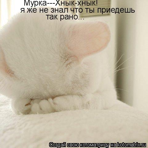 Мурка---Хнык-хнык! я же не знал что ты приедешь так рано...... Котоматрица: Мурка---Хнык-хнык! я же не знал что ты приедешь так рано...