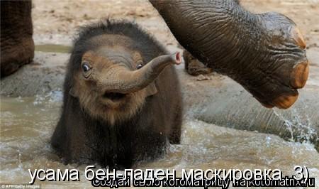 бен-ладен усама бен-ладен маскировка 3)... Котоматрица: бен-ладен усама бен-ладен маскировка 3)