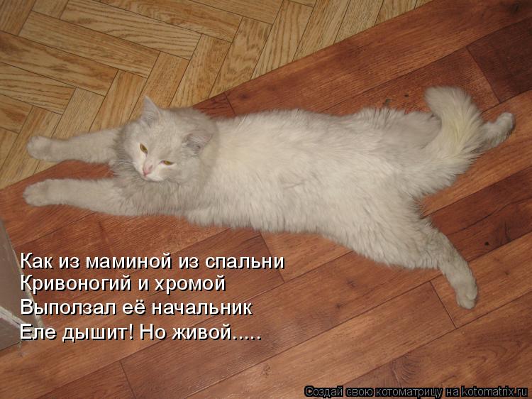 Как из маминой из спальни Кривоногий и хромой Выползал её начальник Еле дышит! Но живой........ Котоматрица: Как из маминой из спальни Кривоногий и хромой Выползал её начальник Еле дышит! Но живой.....