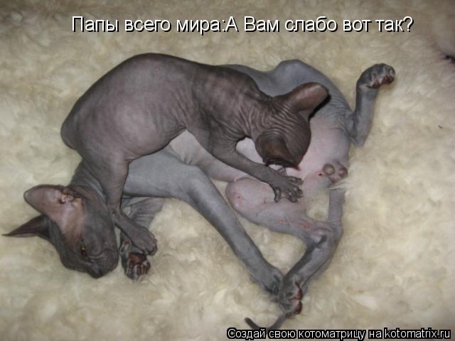 Папы всего мира:А Вам слабо вот так?... Котоматрица: Папы всего мира:А Вам слабо вот так?