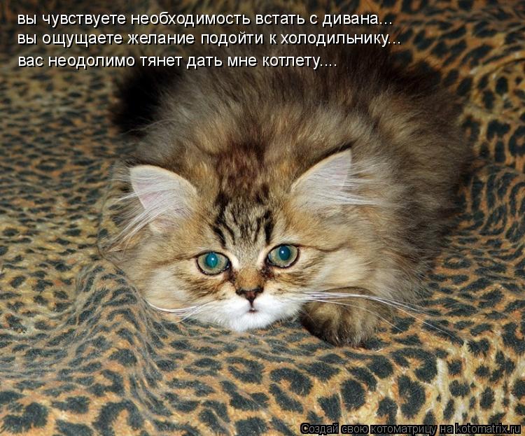 вы чувствуете необходимость встать с дивана... вы ощущаете желание подойти к холодильнику... вас неод... Котоматрица: вы чувствуете необходимость встать с дивана... вы ощущаете желание подойти к холодильнику... вас неодолимо тянет дать мне котлету....