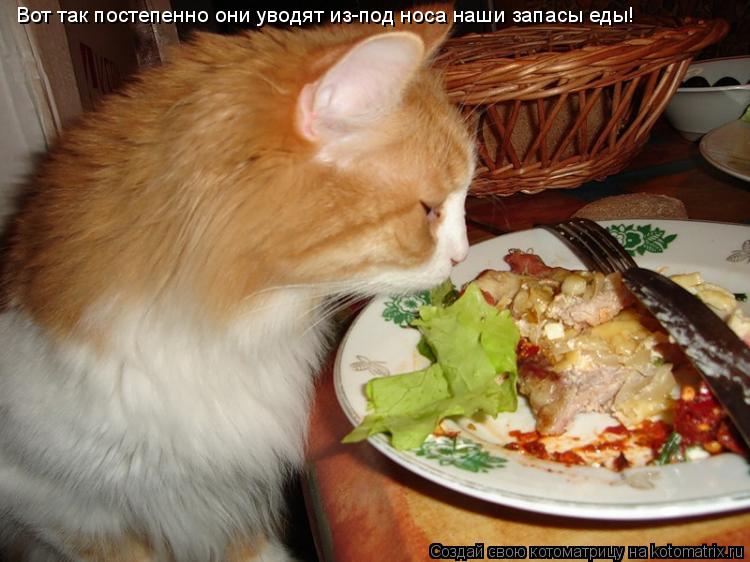 Вот так постепенно они уводят из-под носа наши запасы еды!... Котоматрица: Вот так постепенно они уводят из-под носа наши запасы еды!