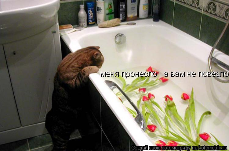 меня пронесло а вам не повезло...... Котоматрица: меня пронесло а вам не повезло...