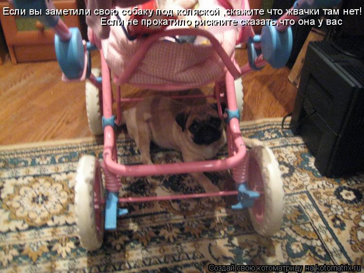 Если вы заметили свою собаку под коляской ,скажите что жвачки там нет! Если не прокатило рискните ска... Котоматрица: Если вы заметили свою собаку под коляской ,скажите что жвачки там нет! Если не прокатило рискните сказать,что она у вас