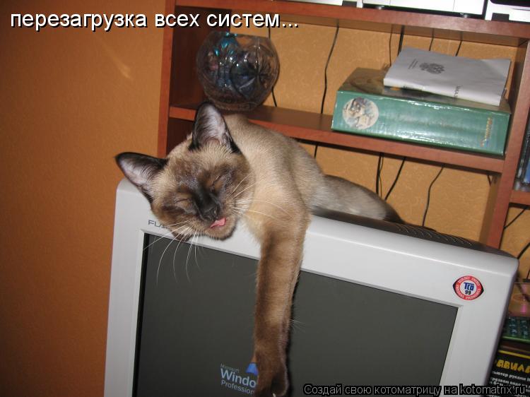 перезагрузка всех систем...... Котоматрица: перезагрузка всех систем...