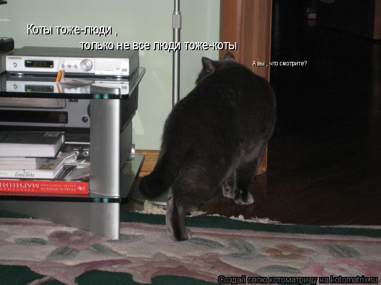 только не все люди тоже-коты Коты тоже-люди , А вы , что смотрите?... Котоматрица: только не все люди тоже-коты Коты тоже-люди , А вы , что смотрите?