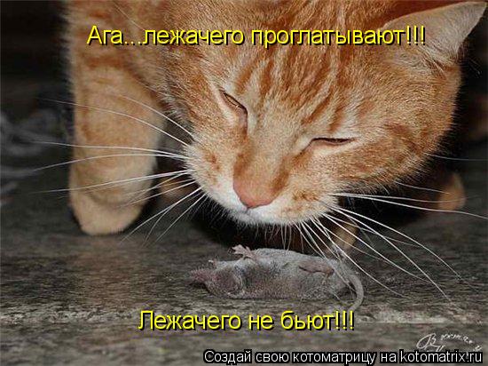 Лежачего не бьют!!! Ага...лежачего проглатывают!!!... Котоматрица: Лежачего не бьют!!! Ага...лежачего проглатывают!!!