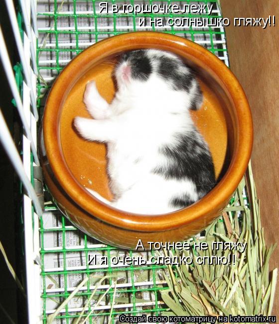 Я в горшочке лежу и на солнышко гляжу!! А точнее не гляжу И я очень сладко сплю!!... Котоматрица: Я в горшочке лежу и на солнышко гляжу!! А точнее не гляжу И я очень сладко сплю!!