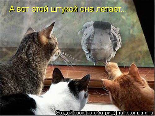 А вот этой штукой она летает...... Котоматрица: А вот этой штукой она летает...