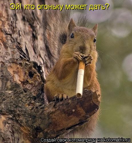 Эй! кто огоньку может дать?... Котоматрица: Эй! кто огоньку может дать?