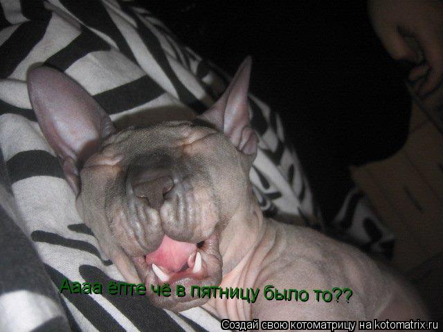 Аааа ёпте чё в пятницу было то??... Котоматрица: Аааа ёпте чё в пятницу было то??