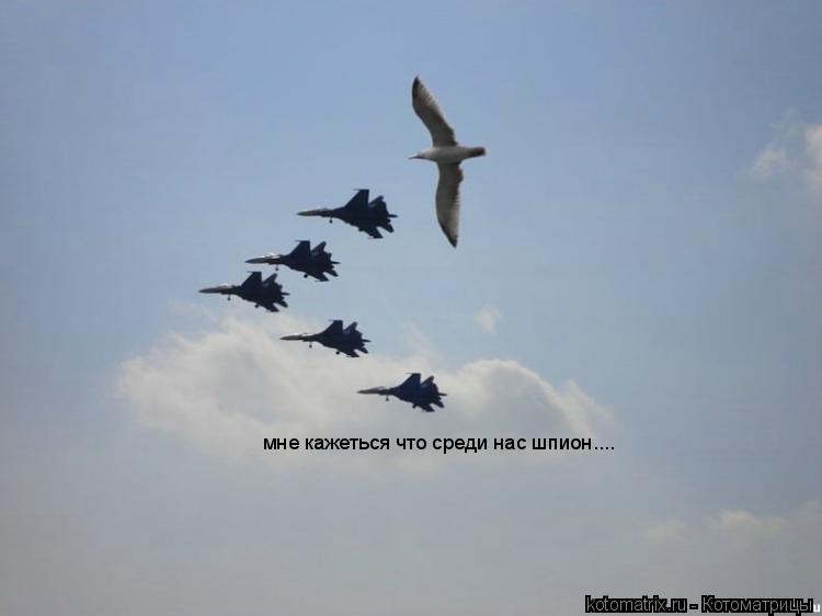 мне кажеться что среди нас шпион....... Котоматрица: мне кажеться что среди нас шпион....