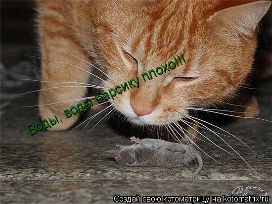 Воды, воды барсику плохо!!!... Котоматрица: Воды, воды барсику плохо!!!