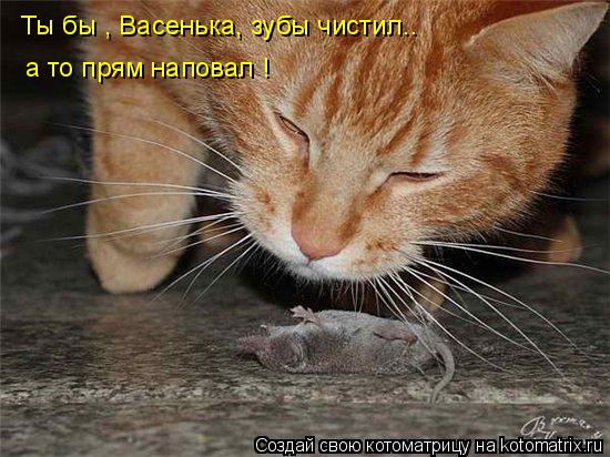 Ты бы , Васенька, зубы чистил.. а то прям наповал !... Котоматрица: Ты бы , Васенька, зубы чистил.. а то прям наповал !