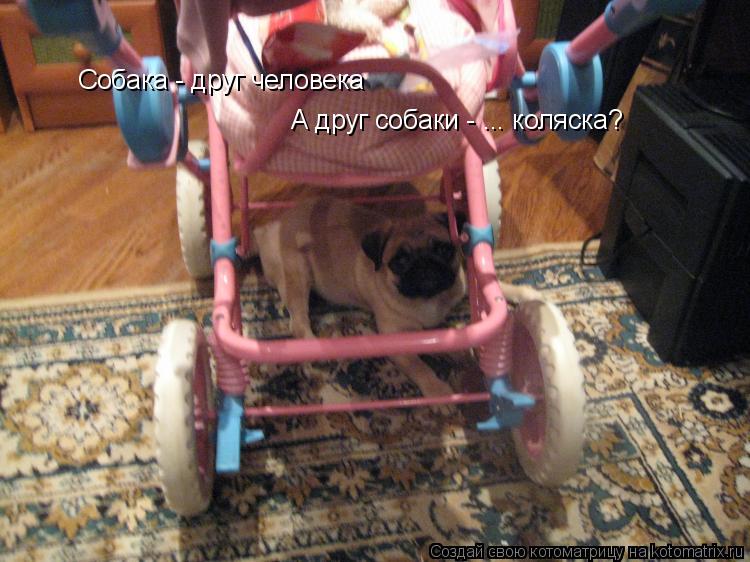 Собака - друг человека А друг собаки - ... коляска?... Котоматрица: Собака - друг человека А друг собаки - ... коляска?