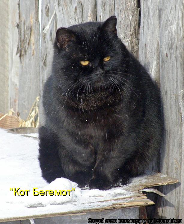 "Кот Бегемот"... Котоматрица: "Кот Бегемот"
