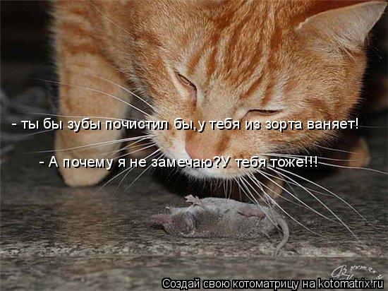 - ты бы зубы почистил бы,у тебя из зорта ваняет! - А почему я не замечаю?У тебя тоже!!!... Котоматрица: - ты бы зубы почистил бы,у тебя из зорта ваняет! - А почему я не замечаю?У тебя тоже!!!