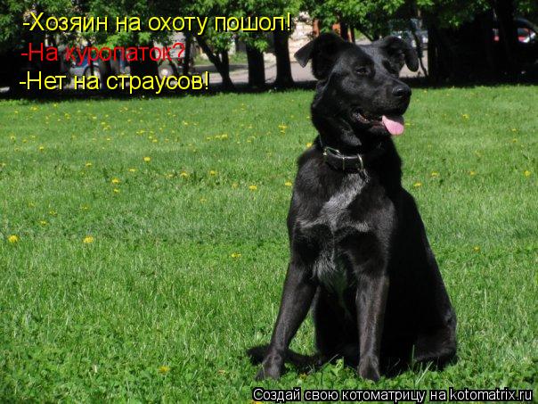 -Хозяин на охоту пошол! -На куропаток? -Нет на страусов!... Котоматрица: -Хозяин на охоту пошол! -На куропаток? -Нет на страусов!