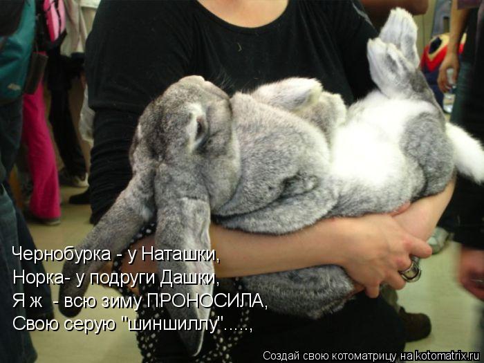 Котоматрица: Я ж  - всю зиму ПРОНОСИЛА,  Свою серую "шиншиллу".....,  Чернобурка - у Наташки,  Норка- у подруги Дашки,