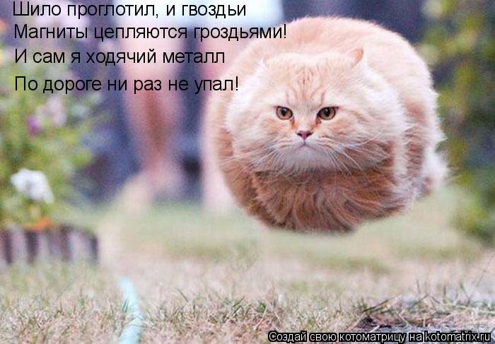 Котоматрица: Шило проглотил, и гвоздьи Магниты цепляются гроздьями!  И сам я ходячий металл По дороге ни раз не упал!