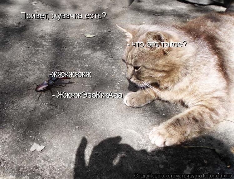 Котоматрица: - Привет, жувачка есть? -жжжжжжж - что это такое? - ЖжжжЭээКккАаа