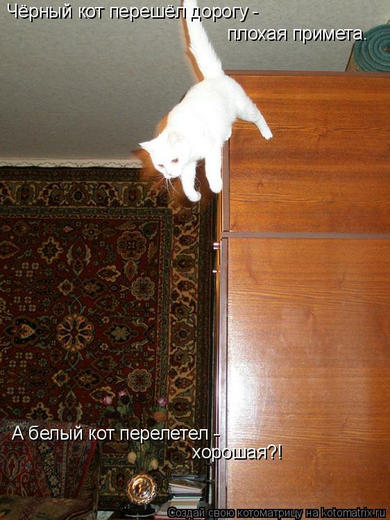 Котоматрица: Чёрный кот перешёл дорогу - плохая примета. А белый кот перелетел - хорошая?!