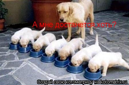 Котоматрица: А мне достанется,хоть?