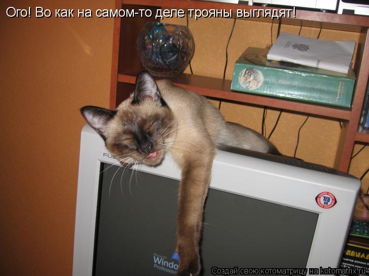 Котоматрица: Ого! Во как на самом-то деле трояны выглядят!