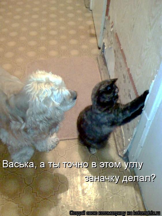 Котоматрица: Васька, а ты точно в этом углу заначку делал?