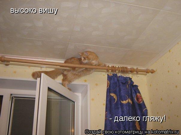 Котоматрица: высоко вишу  - далеко гляжу!