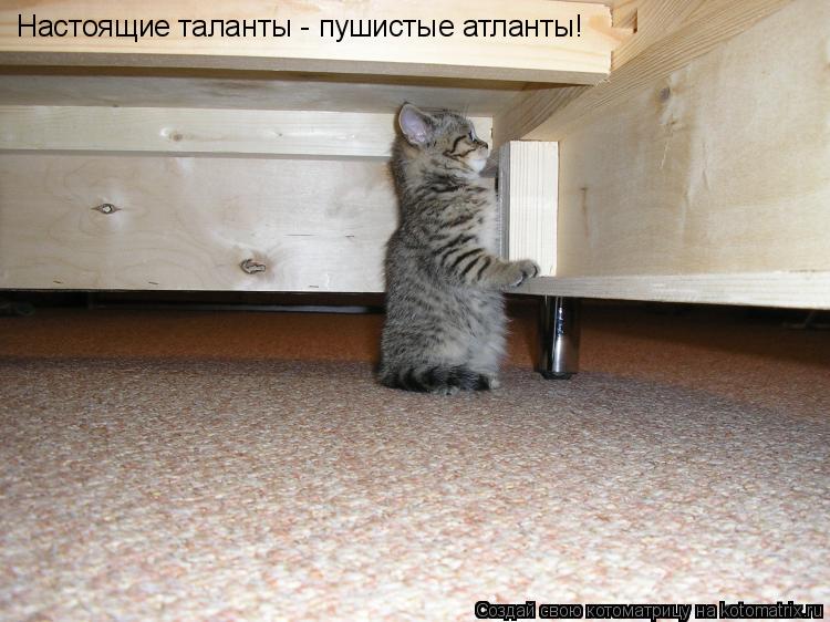Котоматрица: Настоящие таланты - пушистые атланты!