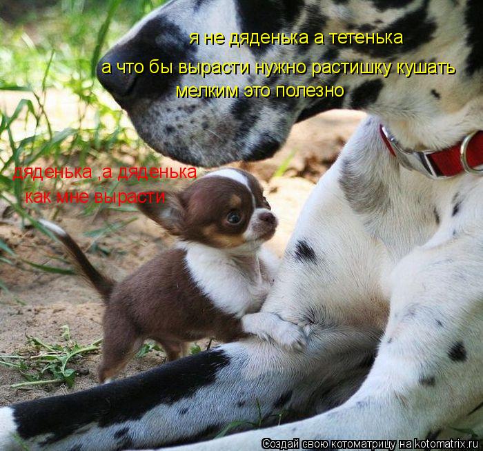 Котоматрица: дяденька ,а дяденька как мне вырасти я не дяденька а тетенька а что бы вырасти нужно растишку кушать мелким это полезно