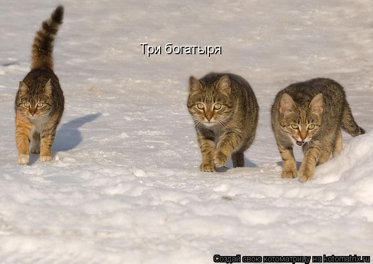 Котоматрица: Три богатыря