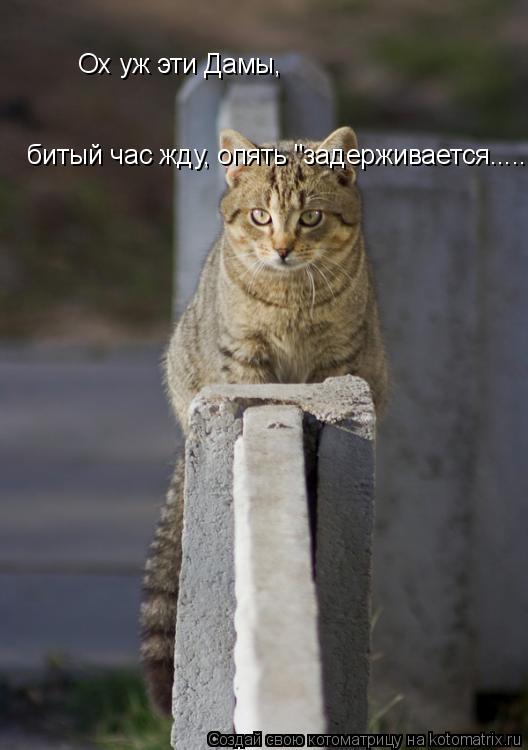 Котоматрица: Ох уж эти Дамы, битый час жду, опять "задерживается.......