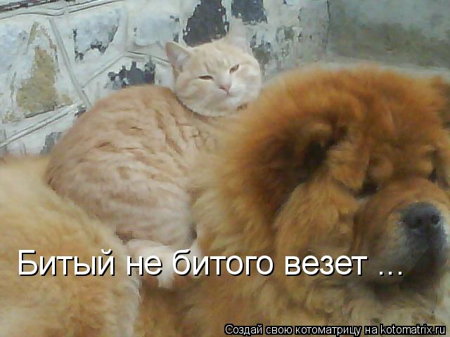 Котоматрица: Битый не битого везет ...